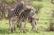 plain_zebra (4)
